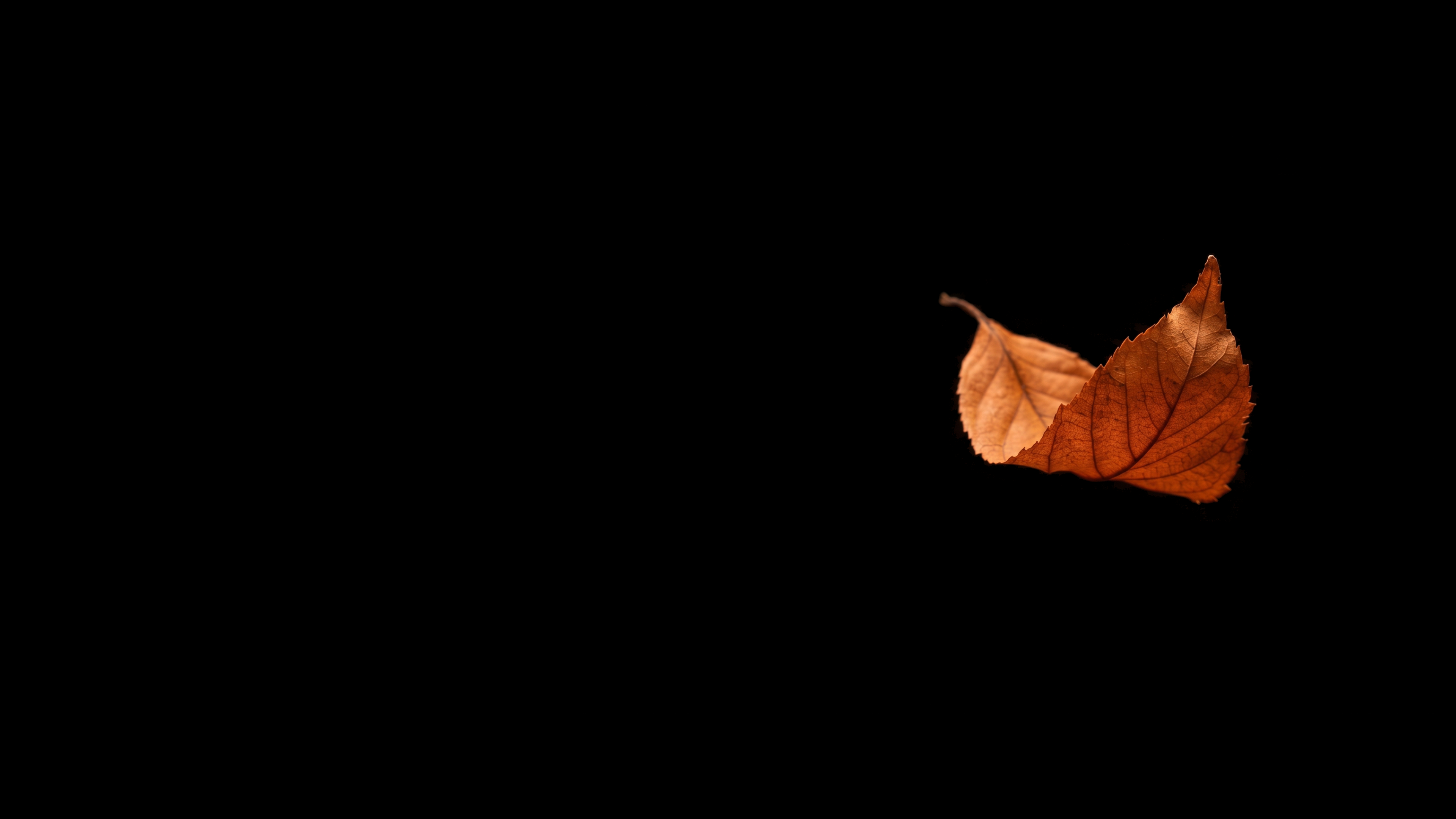 Burnt Orange Leaf In Void